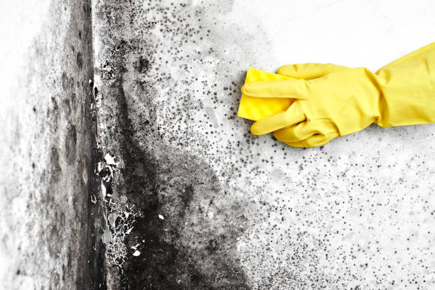 Best Certified Mold Removal  in Mccaysville, GA