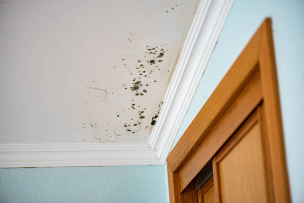 Best Best Mold Removal Companies  in Mccaysville, GA