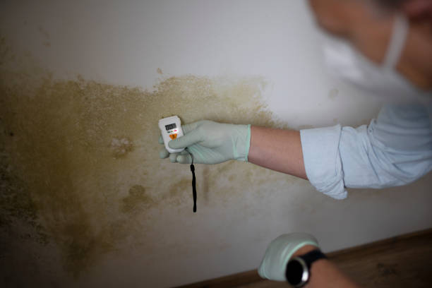 Best Mold Remediation Experts  in Mccaysville, GA