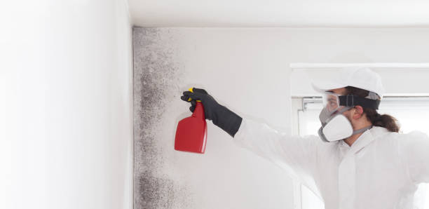 Mold Testing and Removal in Mccaysville, GA