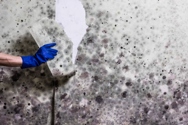 Best Professional Mold Removal  in Mccaysville, GA